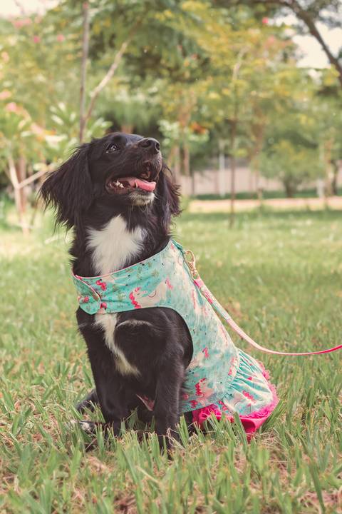 fotografia produto  pet para catálogo em são josé do rio preto - sp'