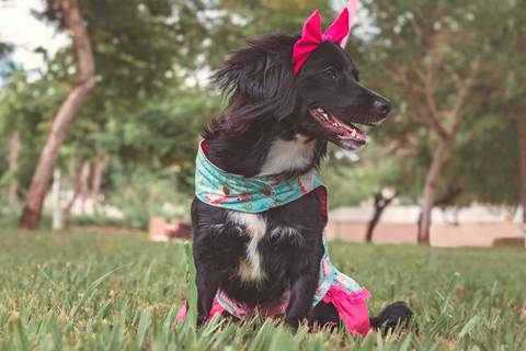 fotografia produto  pet para catálogo em são josé do rio preto'