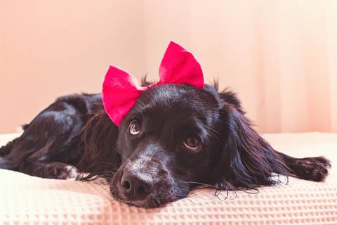 foto de produto pet para loja em são josé do rio preto'