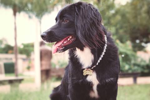 fotografia de cachorro com produto pet'