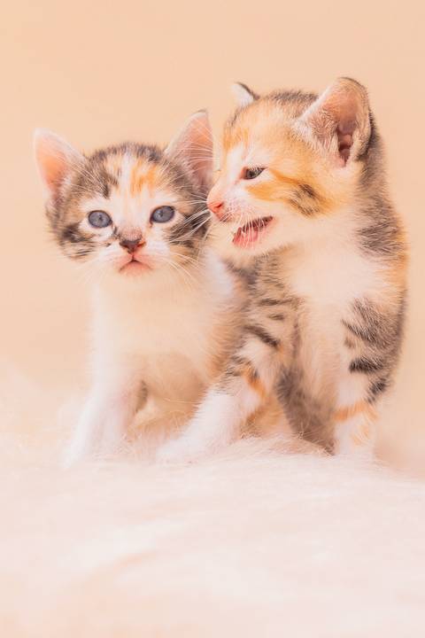 ensaio fotográfico de filhotes de gatinhos em são josé do rio preto '