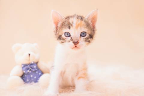 ensaio de filhotes de gatinhos em são josé do rio preto - sp'