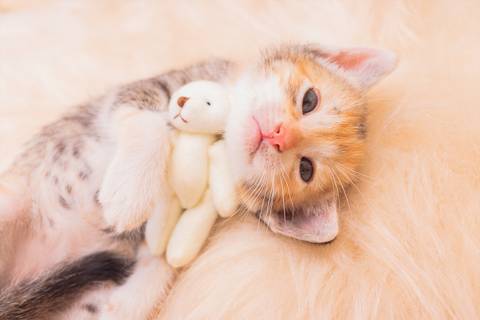 ensaio de filhotes de gatinhos feito pela fotógrafa Dani Belloto em são josé do rio preto - sp'