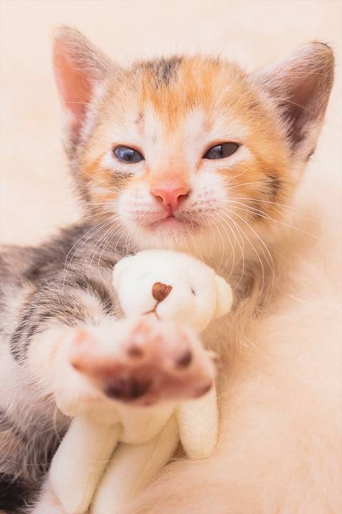 ensaio fotográfico de filhotes de gatinhos em são josé do rio preto - sp'