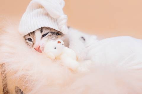 ensaio newborn de filhotes de gatinhos em são josé do rio preto'