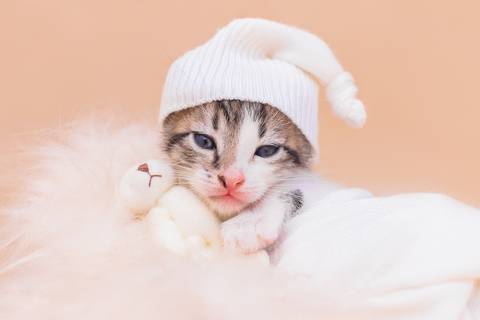 ensaio newborn de filhotes de gatinhos em são josé do rio preto feito pela fotógrafa Dani Belloto'