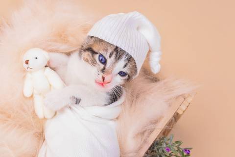 newborn de filhotes de gatinhos em são josé do rio preto'