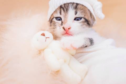 ensaio de filhotes de gatinhos em são josé do rio preto'