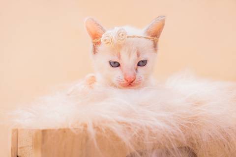 ensaio pet de filotes em rio preto'