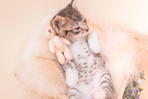 ensaio pet de filhotes em são josé do rio preto - sp'