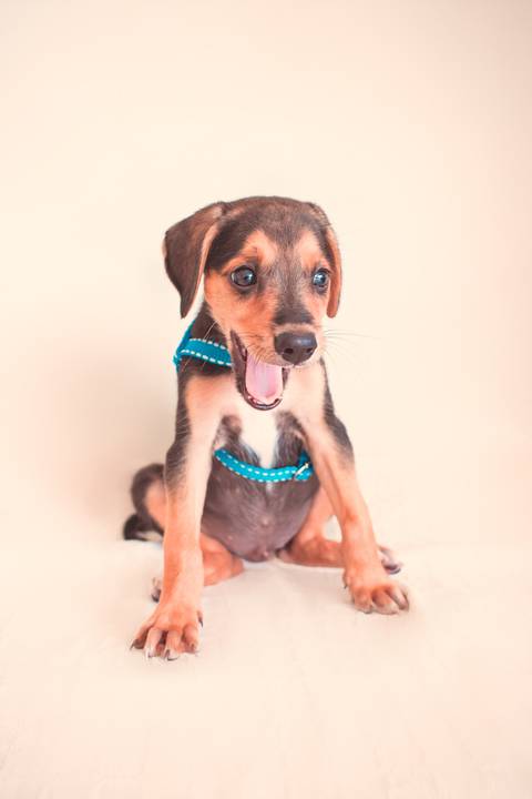 fotografia pet de filhotes em são josé do rio preto'