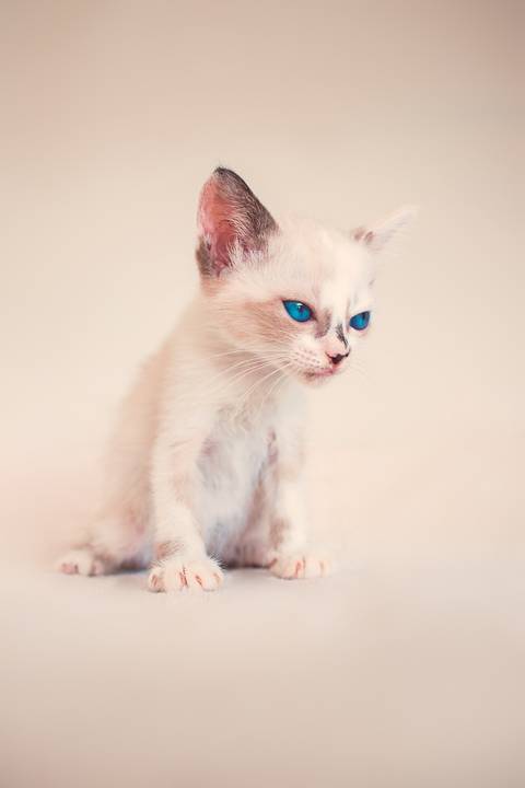 fotografia pet de filhotes em são josé do rio preto feita pela fotógrafa Dani Belloto'