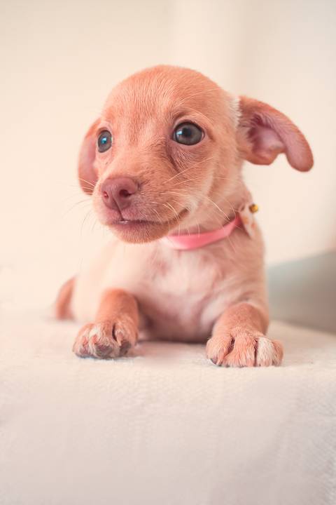 foto de filhote em rio preto'