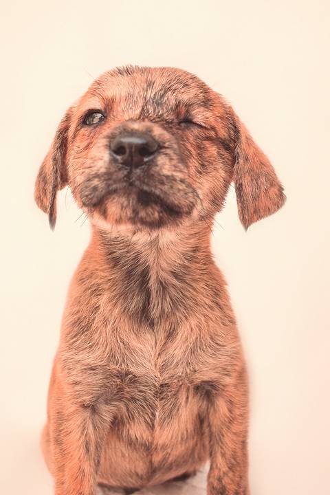 fotografia pet de filhotes em são josé do rio preto por Dani Belloto'