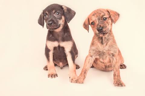 ensaio de filhotes em rio preto'