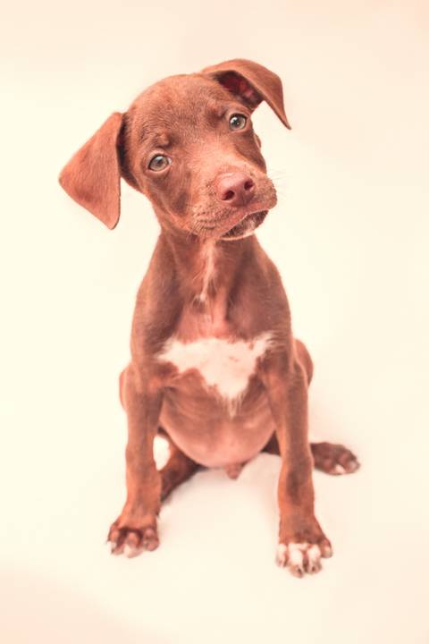 ensaio pet de filhotes em são josé do rio preto por Dani Belloto'