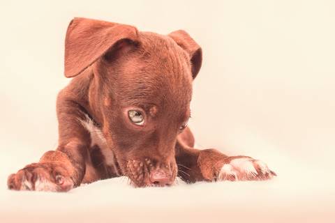 ensaio pet de filhotes em são josé do rio preto por Dani Belloto'