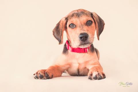 Ensaio de filhote em são josé do rio preto - sp por Dani Belloto'