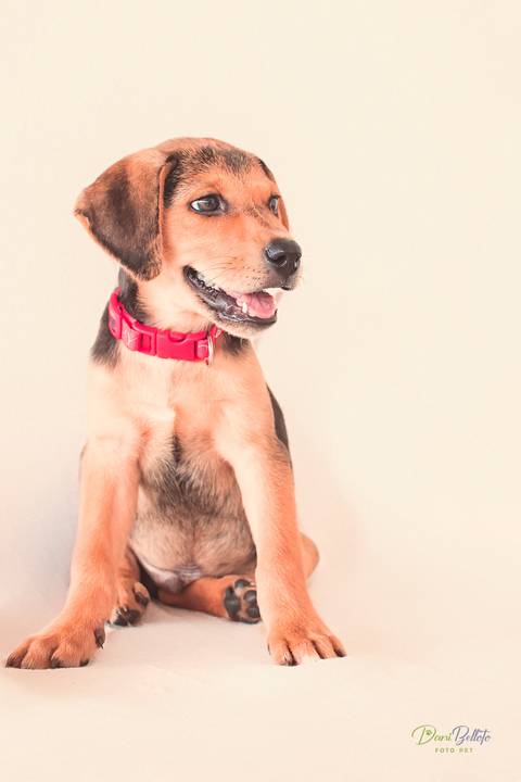 Ensaio de filhote em são josé do rio preto - sp por Dani Belloto'