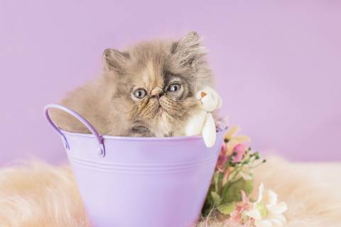 ensaio de gato filhote em são josé do rio preto'