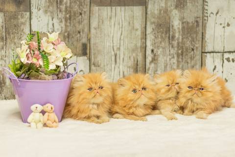 ensaio de filhotes de gatinhos feito pela fotógrafa Dani Belloto'