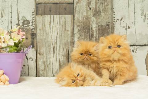 ensaio de filhotes feito pela fotógrafa Dani Belloto'