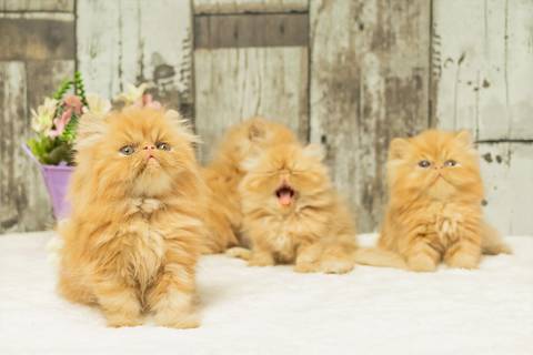 ensaio pet de filhotes de gatinhos feito pela fotógrafa Dani Belloto'