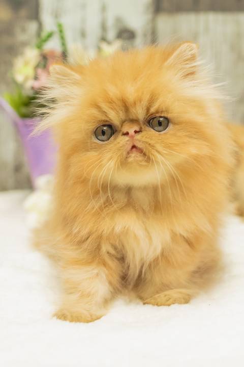 ensaio pet de filhotes feito pela fotógrafa Dani Belloto'