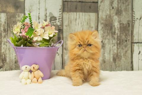 ensaio pet de gatinhos'