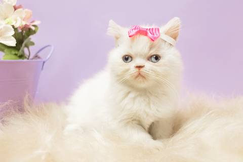 ensaio pet de gatinhos filhotes persa em são josé do rio preto'