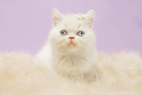 ensaio de gato filhote em rio preto'