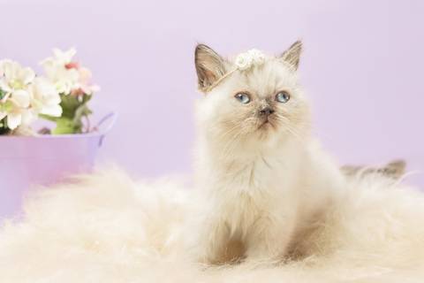 ensaio de gato persa filhote em são josé do rio preto'