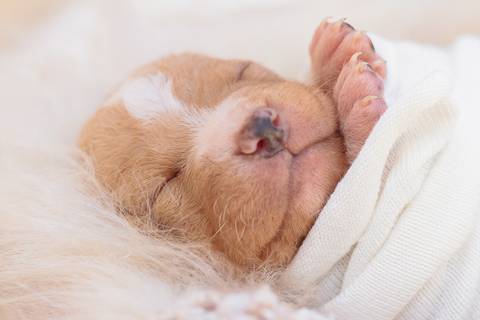 newborn de filhotes de cachorro feito em rio preto'