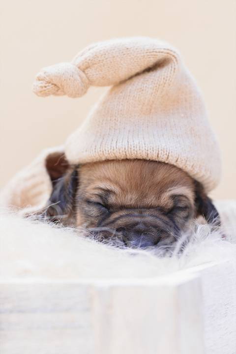 newborn de filhotes'