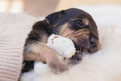 newborn de filhotes de cachorro '