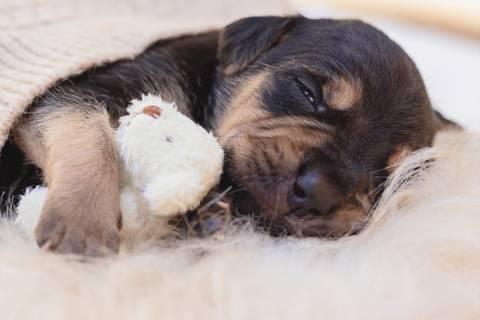 newborn pet feito em são josé do rio preto'