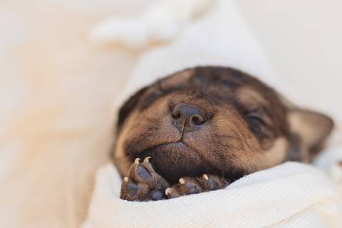 newborn pet feito em são josé do rio preto'