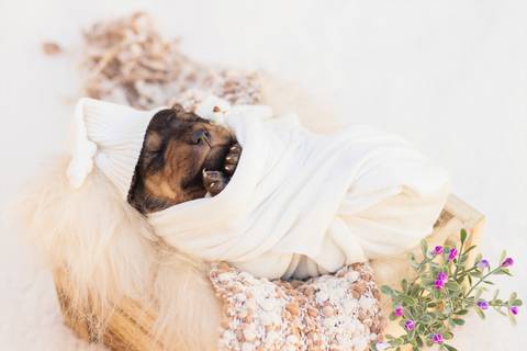 newborn pet feito em são josé do rio preto - sp por Dani Belloto'