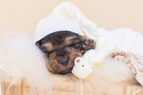 newborn pet feito em são josé do rio preto - sp feito pela fotógrafa Dani Belloto'