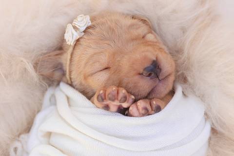 newborn de filhotes de cachorro feito em são josé do rio preto'