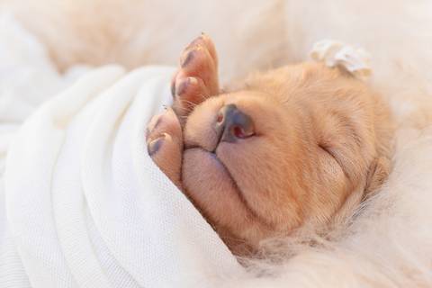 newborn de filhotes de cachorro feito em são josé do rio preto - sp'