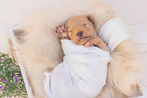 newborn de filhotes de cachorro'