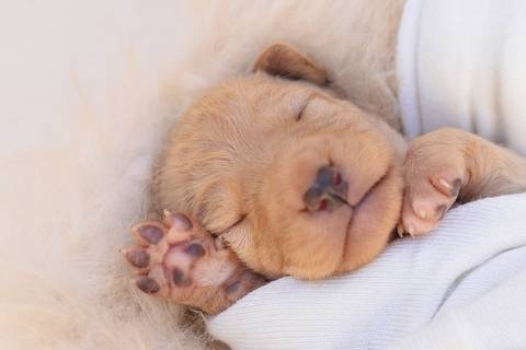 newborn de filhotes de cachorro feito em rio preto'