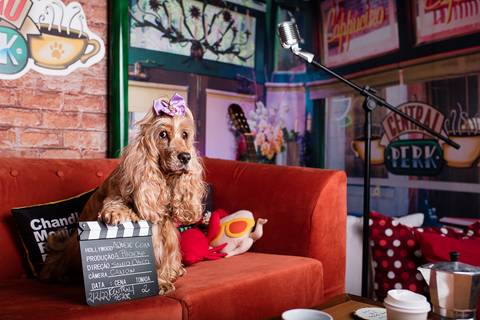 friends-phoebe buffay-central perk-you're my lobster-series-serie-netflix-hbo-friends reunion-cocker-cocker spaniel-geek-nerd-orgulho nerd-cosplay-comic con-stragner things-eleven-friend's don't lie'
