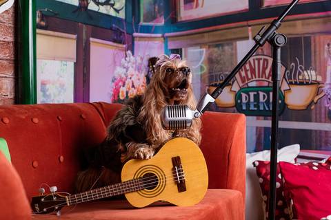 friends-phoebe buffay-central perk-you're my lobster-series-serie-netflix-hbo-friends reunion-cocker-cocker spaniel-geek-nerd-orgulho nerd-cosplay-comic con-stragner things-eleven-friend's don't lie'