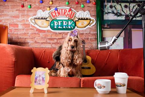 friends-phoebe buffay-central perk-you're my lobster-series-serie-netflix-hbo-friends reunion-cocker-cocker spaniel-geek-nerd-orgulho nerd-cosplay-comic con-stragner things-eleven-friend's don't lie'