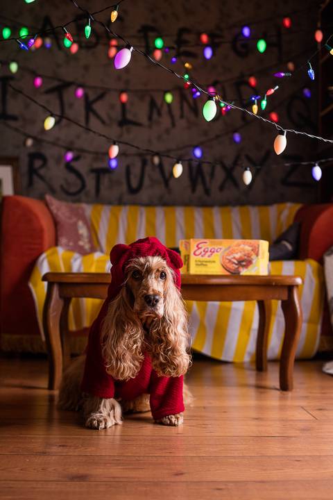 stranger things, geek, netflix, nerd, tv,serie, seriado, fotografia pet, fotografa pet, ensaio pet, ensaio tematico , upsidown, metaverso, mundo invertido'