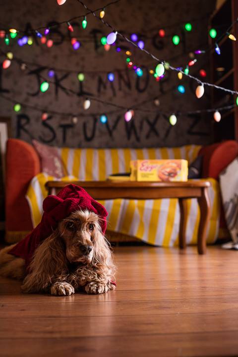 stranger things, geek, netflix, nerd, tv,serie, seriado, fotografia pet, fotografa pet, ensaio pet, ensaio tematico , upsidown, metaverso, mundo invertido'