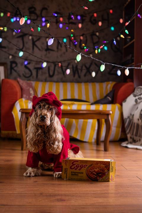 stranger things, geek, netflix, nerd, tv,serie, seriado, fotografia pet, fotografa pet, ensaio pet, ensaio tematico , upsidown, metaverso, mundo invertido'