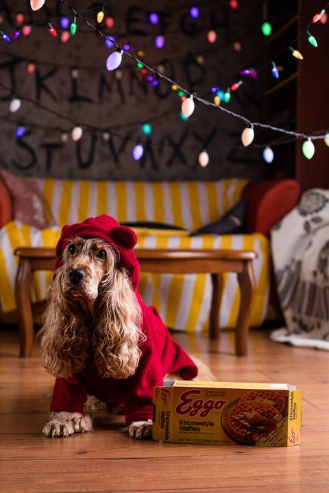 stranger things, geek, netflix, nerd, tv,serie, seriado, fotografia pet, fotografa pet, ensaio pet, ensaio tematico , upsidown, metaverso, mundo invertido'